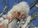 Jaro na snehu KALINA